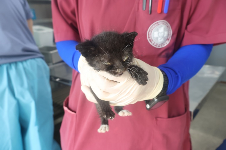 [고양이] 한국 고양이 제주-제주-2025-01322 유기동물 배경 이미지 입니다.